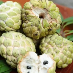 Sugar Apple Tree Live Plant, Annona Squamosa, 6-10 Inch Tall, 3 Inch Pot - Image 5