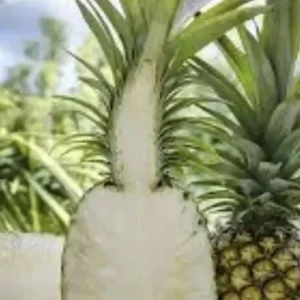 Sugar Loaf Pineapple Live Plant - 4in Rooted Crown - Sweet Edible Tropical Fruit - Image 2