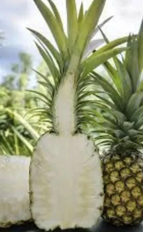 Sugar Loaf Pineapple Live Plant - 4in Rooted Crown - Sweet Edible Tropical Fruit - Image 2