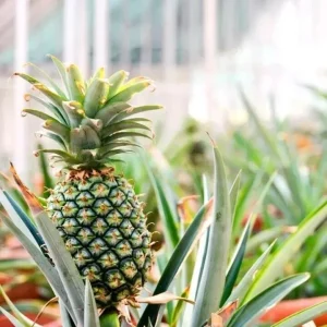 Sugar Loaf Pineapple Live Plant - 4in Rooted Crown - Sweet Edible Tropical Fruit - Image 3