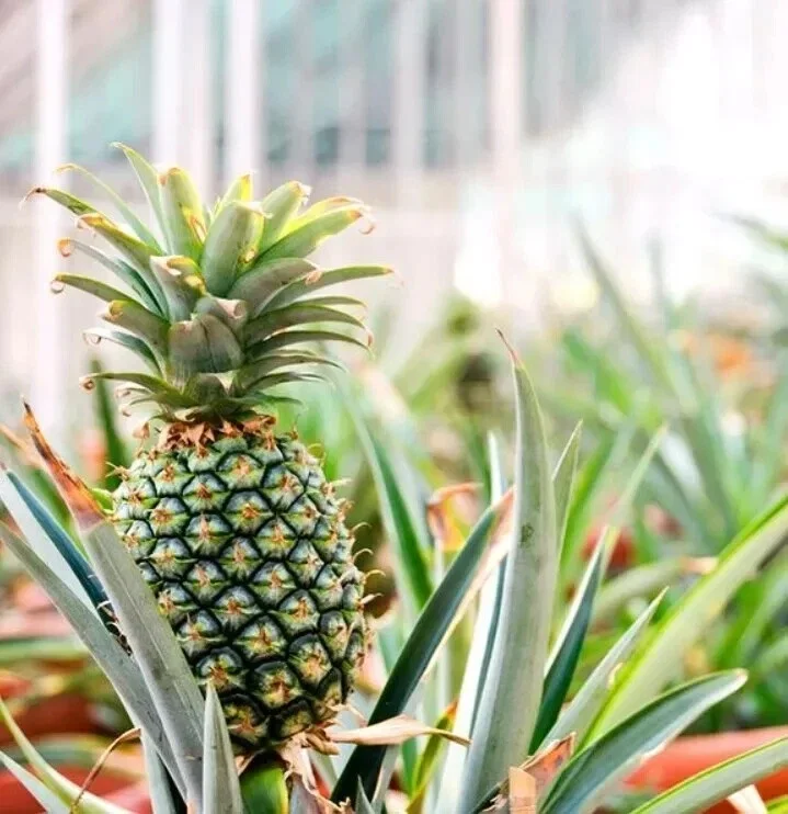 Sugar Loaf Pineapple Live Plant - 4in Rooted Crown - Sweet Edible Tropical Fruit - Image 3