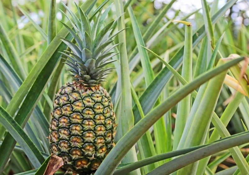 Sugar Loaf Pineapple Live Plant - 4in Rooted Crown - Sweet Edible Tropical Fruit - Image 1
