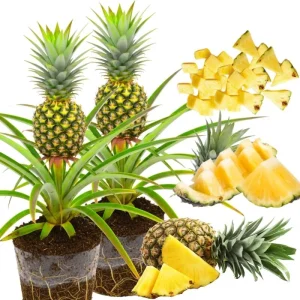 Sugarloaf Pineapple Plants Live - Pack of 2, 4-8 Inch, Tropical Fruit - Image 2