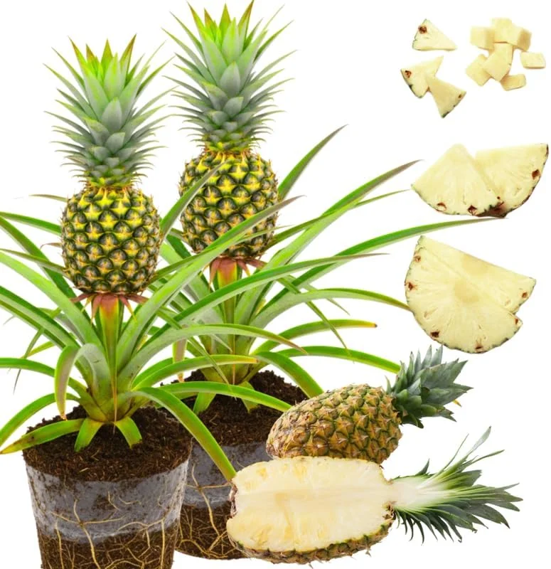 Sugarloaf Pineapple Plants Live - Pack of 2, 4-8 Inch, Tropical Fruit - Image 5