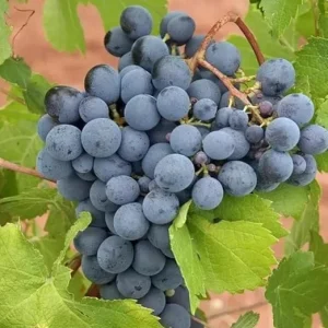 Summer Royal Seedless Grape Vine Live Plant – 2 Year Old – Black Grapes – Zones 6-10 - Image 2