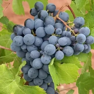 Summer Royal Seedless Grape Vine Live Plant – 2 Year Old – Black Grapes – Zones 6-10 - Image 6