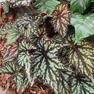 Summer Storm Begonia Live Plants - 2-Pack, 5-7 Inch Tall, Indoor/Outdoor - Image 5