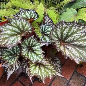 Summer Storm Rex Begonia Live Plant – 5-7 Inch Tall Starter – Indoor/Outdoor - Image 1