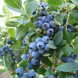 Sunshine Blue Blueberry Live Plant - Southern Highbush - Edible Fruit Bush - Image 2