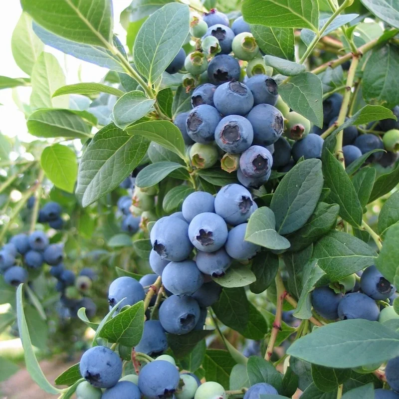 Sunshine Blue Blueberry Live Plant - Southern Highbush - Edible Fruit Bush - Image 2