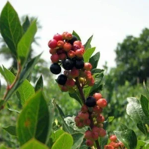 Sunshine Blue Blueberry Live Plant - Southern Highbush - Edible Fruit Bush - Image 3