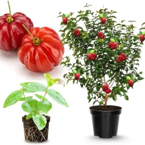 Surinam Cherry Tree Live Plant - 4-8" Tall - Fast-Growing, Fruit Bearing - Image 2