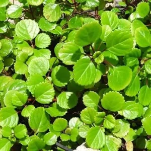 Swedish Ivy Live Plant, Plectranthus Trailing Indoor Outdoor, 4" Pot - Image 2