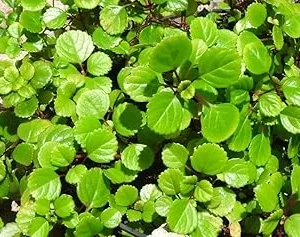 Swedish Ivy Live Plant, Plectranthus Trailing Indoor Outdoor, 4