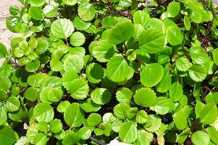 Swedish Ivy Live Plant, Plectranthus Trailing Indoor Outdoor, 4" Pot - Image 7