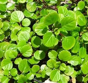 Swedish Ivy Live Plant, Plectranthus Trailing Indoor Outdoor, 4" Pot - Image 1