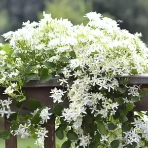 Sweet Autumn Clematis Live Plants – 3 Well-Rooted in 4" Pots – Fragrant White Flowering Vine - Image 2