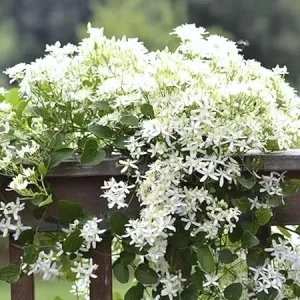 Sweet Autumn Clematis Live Plants – 3 Well-Rooted in 4" Pots – Fragrant White Flowering Vine - Image 1