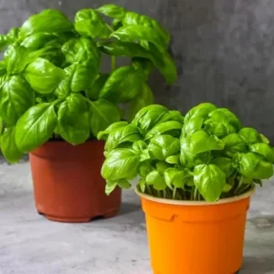 Sweet Basil Live Plant - 2-Pack, 4-6 Inch Tall, Fragrant Herb, Outdoor - Image 3