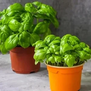 Sweet Basil Live Plant - 2-Pack, 4-6 Inch Tall, Fragrant Herb, Outdoor - Image 7