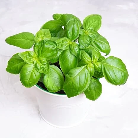 Sweet Basil Live Plant - 2 Pack, 4 Inch Pot Potted Herb for Indoor & Outdoor - Image 2