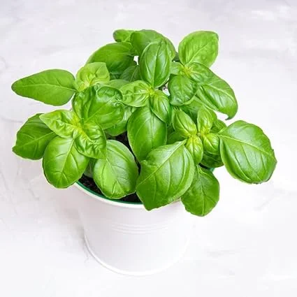Sweet Basil Live Plant - 2 Pack, 4 Inch Pot Potted Herb for Indoor & Outdoor - Image 1