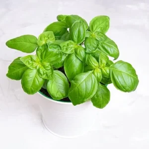 Sweet Basil Live Plant - 2 Pack, 4 Inch Pot Potted Herb for Indoor & Outdoor - Image 7