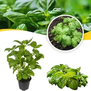 Sweet Basil Live Plant Set, 3 Plants in 4 Inch Pots, Herb Garden - Image 3