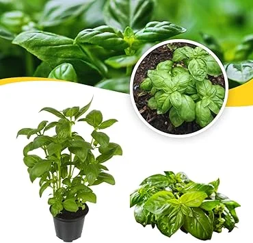 Sweet Basil Live Plant Set, 3 Plants in 4 Inch Pots, Herb Garden - Image 1