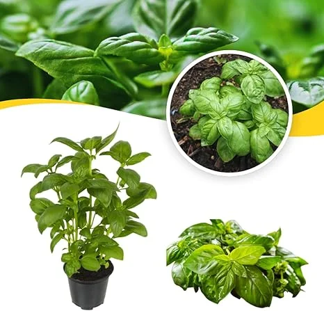 Sweet Basil Live Plant Set, 3 Plants in 4 Inch Pots, Herb Garden - Image 7