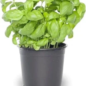 Sweet Basil Live Plants - 4 Pack, 4-6 Inch Tall, Pot - Herb Garden - Image 2