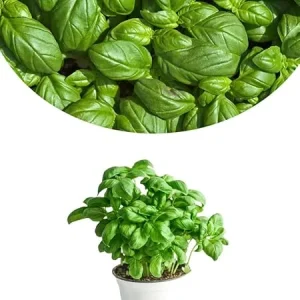 Sweet Basil Live Plants, Set of 3, 3-5 Inches, Ready to Grow Indoor/Outdoor Herb - Image 6