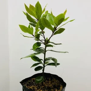 Sweet Bay Laurel Live Plant - 1 Year Old Laurus Nobilis Herb - 8-10" Tall - Image 2