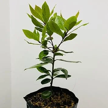 Sweet Bay Laurel Live Plant - 1 Year Old Laurus Nobilis Herb - 8-10" Tall - Image 7