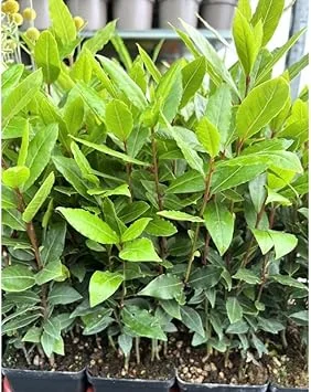 Sweet Bay Leaf Live Plant 8-10 Inch - Laurus Nobilis Tree for Home Garden - Image 2