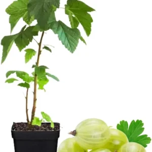 Sweet Gooseberry Live Plant 5-9 Inch Tall - Fruit Bush for Planting Outdoor - Image 2