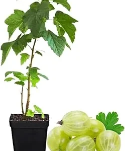 Sweet Gooseberry Live Plant 5-9 Inch Tall - Fruit Bush for Planting Outdoor - Image 3