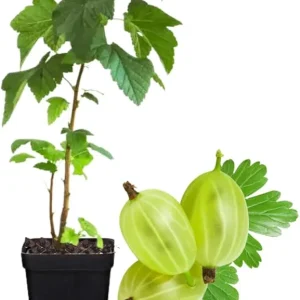 Sweet Gooseberry Live Plant – 5 to 9 Inch Tall Gooseberry Bush for Outdoor - Image 5