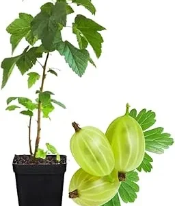 Sweet Gooseberry Live Plant – 5 to 9 Inch Tall Gooseberry Bush for Outdoor - Image 1