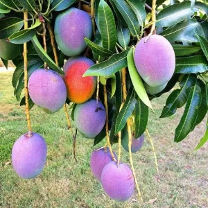 Sweet Mango Tree Live Plant - 10-14