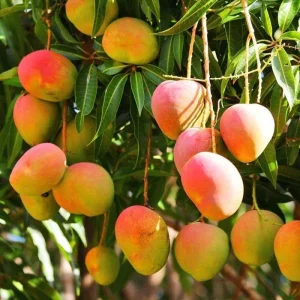 Sweet Mango Tree Live Plant - 10-14