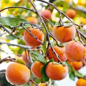 Sweet Persimmon Tree Live Plant 6-12 Inches - Hardy Fruit Tree for Planting - Image 5