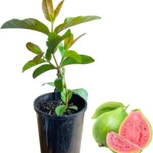 Sweet Pink Guava Tree Live Plant - 7 Months Old Seedling, 5-10 Inches Tall in 4 Inch Pot - Image 4