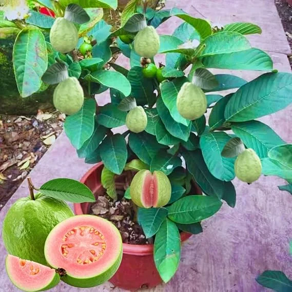Sweet Pink Guava Tree Live Plant – Tropical Fruit, 5-9" Tall, Outdoor - Image 1