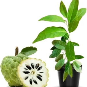 Sweet Sugar Apple Live Plant - Annona Squamosa Fruit Tree, 7-12 Inch Tall, Potted - Image 3
