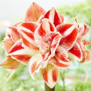 Sweet White Red Waxed Amaryllis Plant Bulb - Holiday Decorations Blooms, Zone 9-11 or Indoors - Image 3