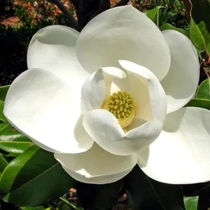 Sweetbay Magnolia Tree Live Plant, 6-12 Inch, 4 Inch Pot, Fragrant White Flowers, Outdoor - Image 4