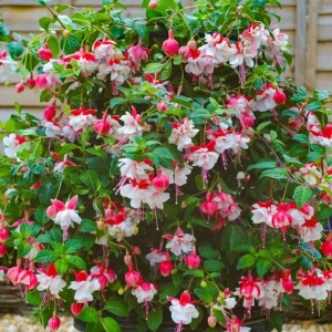 Swingtime Fuchsia Live Plant - Red & White Blooms, 5 Inch Pot, Outdoor Shrub - Image 3