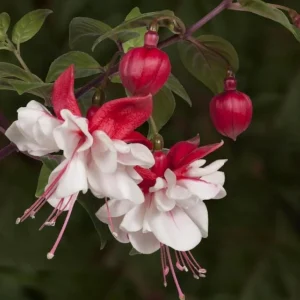 Swingtime Fuchsia Live Plant - Red & White Blooms, 5 Inch Pot, Outdoor Shrub - Image 5