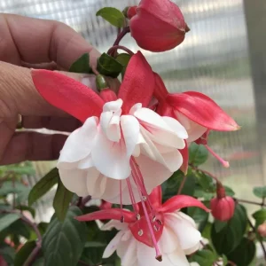 Swingtime Fuchsia Live Plant - Red & White Blooms, 5 Inch Pot, Outdoor Shrub - Image 6